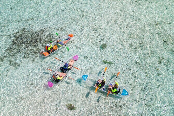3HR Clear Kayak Mangrove and iguana island Tour in Leeward - Mangroves and Iguanas in Leeward: The Best Part of Provo’s Water