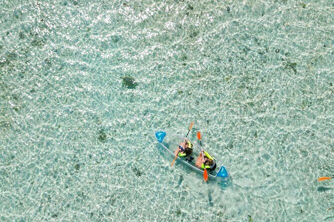 3HR Clear Kayak Mangrove and iguana island Tour in Leeward - Sea Life Chances: What You Can Look For (and What Isn’t Guaranteed)