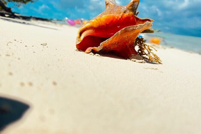 3HR Clear Kayak Mangrove and iguana island Tour in Leeward - Price and Value: Is $155 a Good Deal?