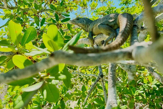 3HR Clear Kayak Mangrove and iguana island Tour in Leeward - Who This Tour Fits Best (and Who Might Want a Different Plan)