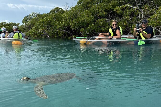 3hr Clear Kayak Tour of Mangroves, Marine Life and Iguanas - Clear Kayaks Over Mangroves: The View That Makes This Tour Work