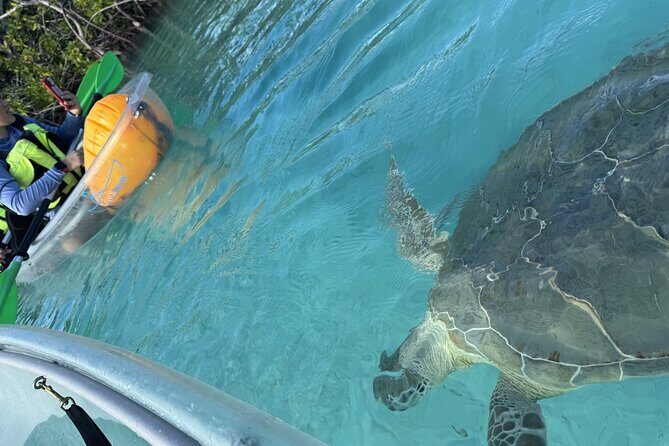 3hr Clear Kayak Tour of Mangroves, Marine Life and Iguanas - How to Make the Most of Clear-Water Wildlife Spotting