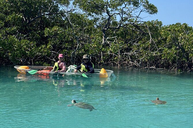 3hr Clear Kayak Tour of Mangroves, Marine Life and Iguanas - Should You Book This Clear Kayak and Iguana Encounter?