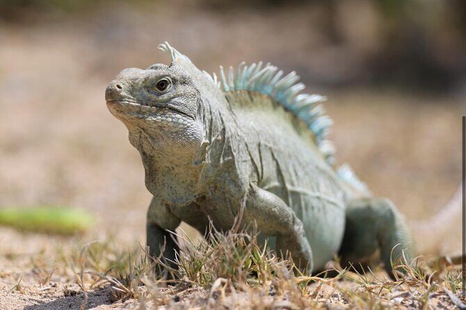 3HR Emerald reef snorkeling, iguana island and shipwreck tour - What the Timing Feels Like on the Water