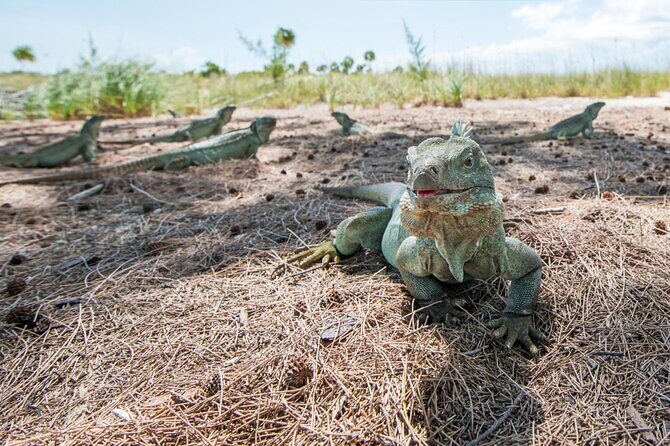 3HR Emerald reef snorkeling, iguana island and shipwreck tour - Value for $125: When This Actually Makes Sense