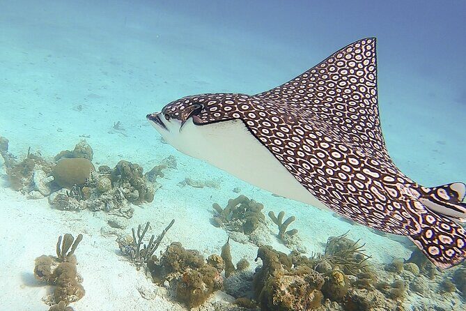 4 Hour Private Catamaran Sail and Snorkel from Grace Bay Beach, Providenciales - The reef anchoring part: coral formations and bow-net wildlife