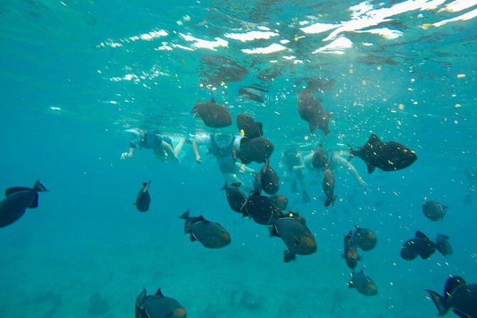 4hour Group Half Day Snorkeling Excursion in Grace Bay - Double-Decker Catamaran Time From Grace Bay