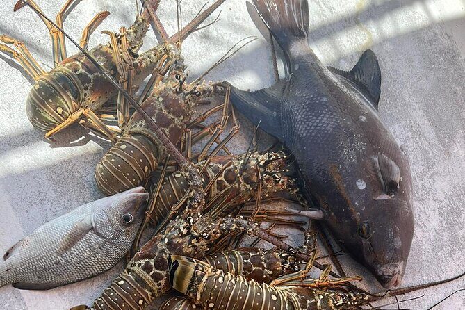4HR-Halfday Private Fishing Tour in Gracebay - Pickup and transport: what’s included, what costs extra