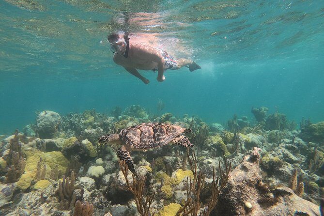 Afternoon Half Day Cruise from Providenciales with Snorkeling and Iguana Island - Snorkel on a World-Class Reef From Providenciales