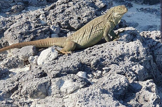 Clear Bottom Kayaks Mangrove and Iguana Tour - Iguana beach time: photos and a real beach break