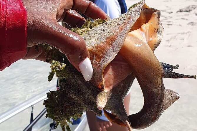 Clear Bottom Kayaks Mangrove Tour - Key things to know before you go