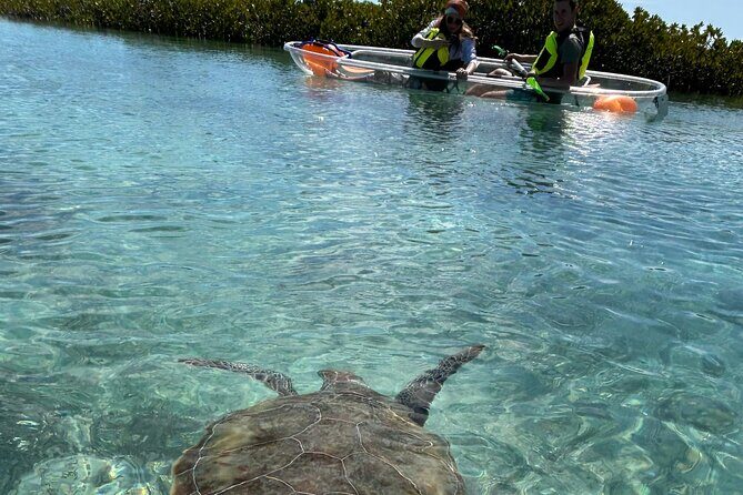Clear Kayak Eco Tour Explore Mangroves and Meet the Turtles - Key Things You’ll Notice on This Clear Kayak Mangrove Tour