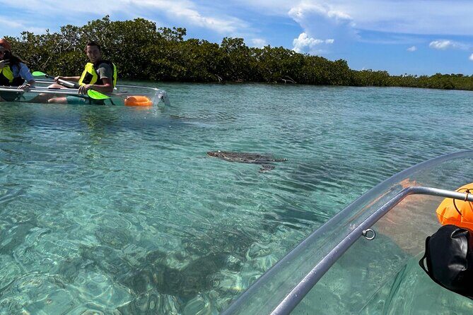 Clear Kayak Eco Tour Explore Mangroves and Meet the Turtles - Why a Clear Kayak Through Providenciales Mangroves Works So Well