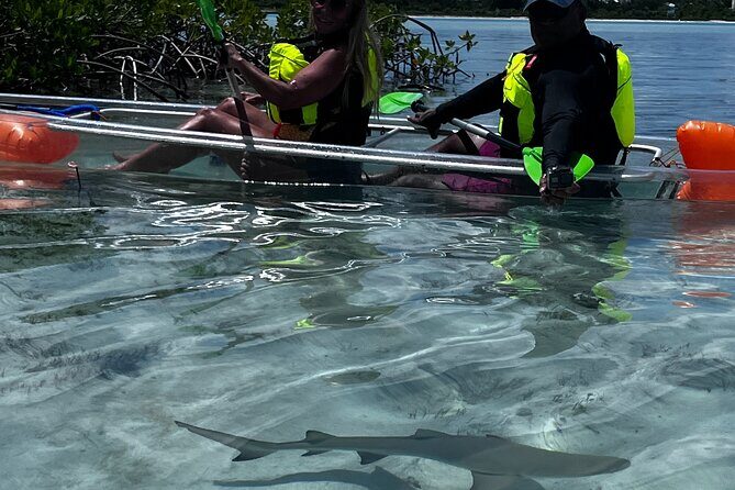 Clear Kayak Eco Tour Explore Mangroves and Meet the Turtles - The Guide Factor: Local Spotting Skills (Joe, Jon, Romeo, and More)