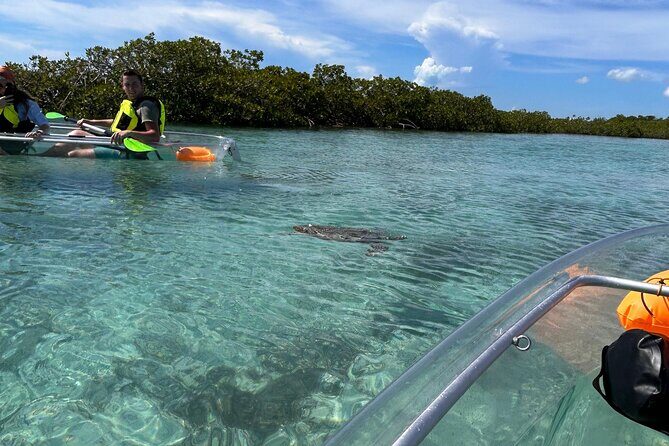 Clear Kayak Eco Tour Explore Mangroves and Meet the Turtles - Time on the Water: What the 2 Hours Feels Like