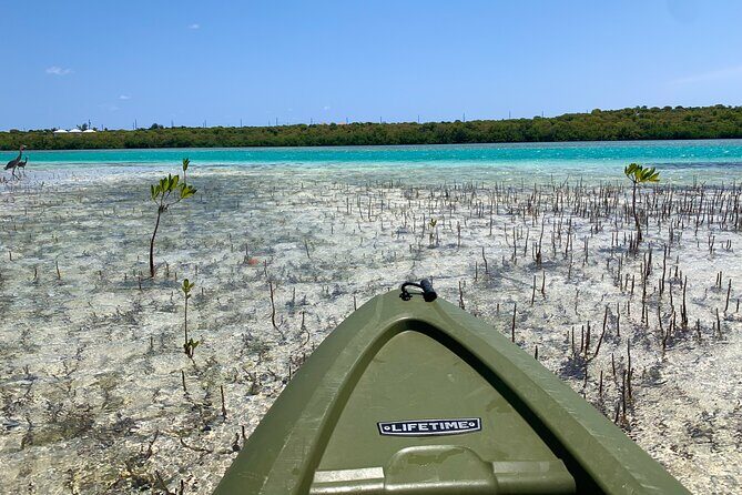 Clear kayak Grand Turk Island Kayak Tour of the mangroves - Clear Kayaks on North Creek: Why This Grand Turk Kayak Tour Feels Special