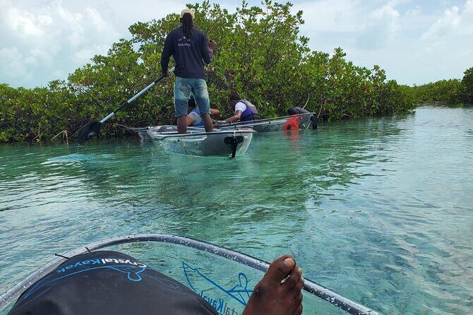 Clear Kayak Mangrove Eco Tour - Wildlife viewing tips that work from a clear kayak
