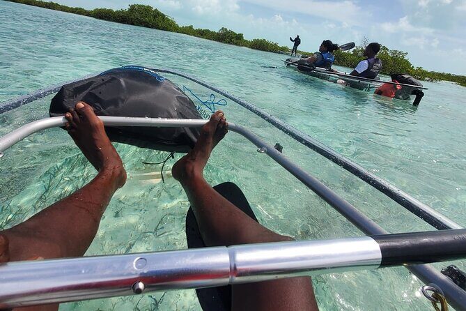 Clear Kayak Mangrove Eco Tour - Price and value: is $240 per group fair?