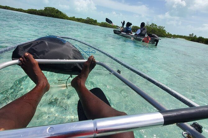 Clear Kayak Mangrove Eco Tour - Who should book this clear kayak eco tour