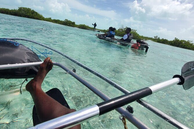 Clear Kayak Mangrove Eco Tour - Half Moon Bay paddle: what you can realistically spot