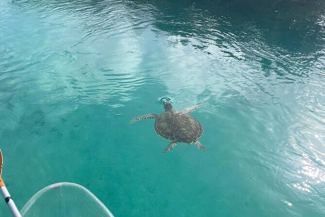 Clear Kayak Tour in Turks & Caicos Islands - Why this clear kayak tour makes sense in Turks and Caicos