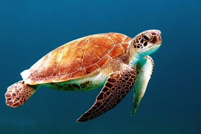 Clear Kayak Tour in Turks & Caicos Islands - Entering the experience: meeting point and the reality of pickup