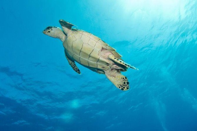 Exclusive Supreme Snorkeling Tour - Key Points You’ll Actually Care About