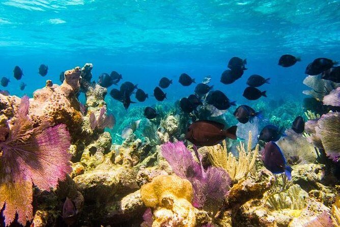 Exclusive Supreme Snorkeling Tour - Gibbs Cay: Powder Sand Island Time Without the Crowds