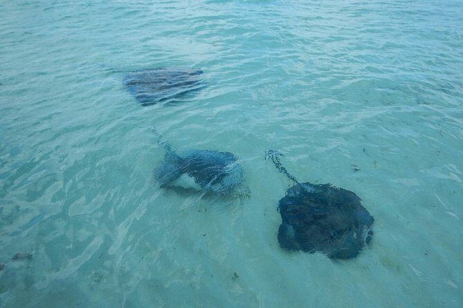 Exclusive Supreme Snorkeling Tour - The Stingray Interaction: Up Close, But Follow the Rules
