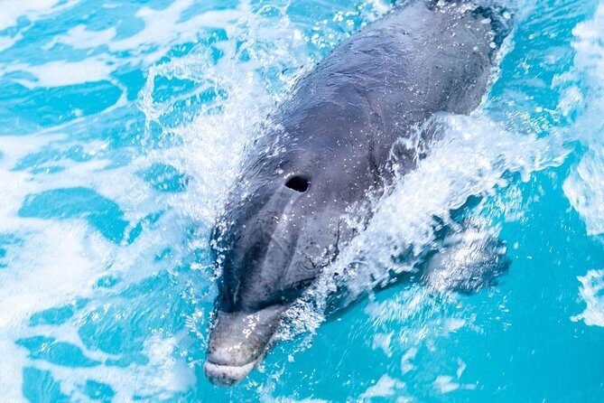 Full day 7hours- beach bbq, snorkel, Iguana island, half moon bay pine cay, Fun! - A Private 7-Hour Boat Day That Covers the Big Stops