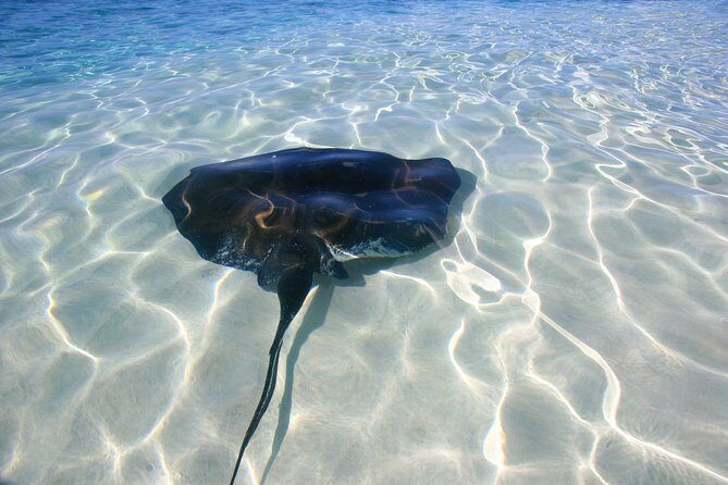 Gibbs Cay Stingray and Conch Dive Adventure - Grand Turk’s Gibbs Cay: Why this outing works