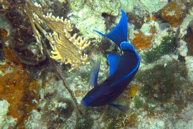 Grand Turk - Amazing Wall Snorkeling Tour - Getting to the boat: meeting point, timing, and “no hotel pickup”
