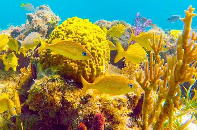 Grand Turk - Amazing Wall Snorkeling Tour - Optional extras: stingray time and conch tasting if you upgrade