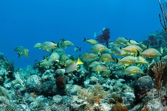 Grand Turk - Amazing Wall Snorkeling Tour - Price and value: what $103 buys you, and what it doesn’t