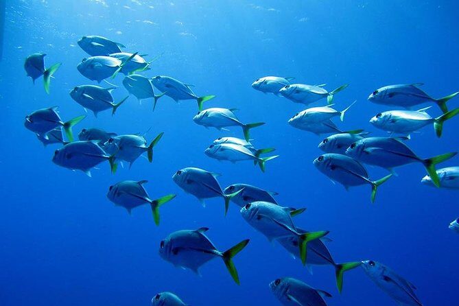 Grand Turk - Amazing Wall Snorkeling Tour - Who this tour is best for (and who should skip it)