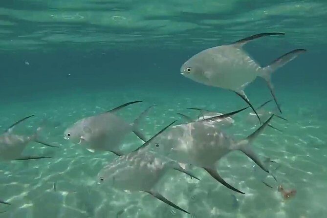 Grand Turk - Amazing Wall Snorkeling Tour - The crew experience: service style and real-world names to listen for