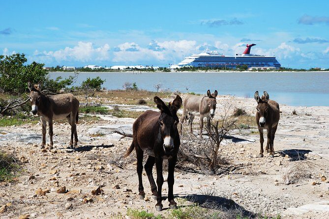 Grand Turk Historical Sightseeing Tour by Tram - Key things to know before you ride