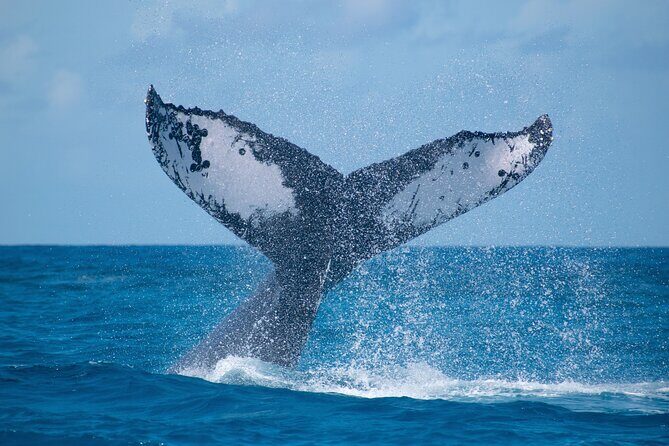 Grand Turk: Whale Watching - Key things I’d watch for on this Grand Turk whale trip