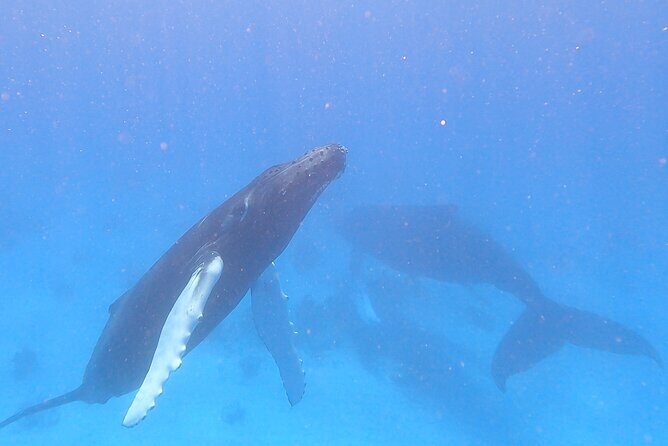 Grand Turk: Whale Watching - Grand Turk whale watching hits its best window mid-Jan to mid-April
