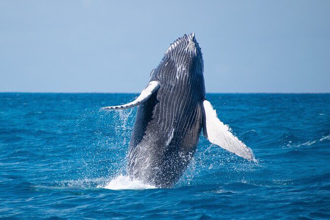 Grand Turk: Whale Watching - What the 3.5 hours feel like once you’re off Grand Turk