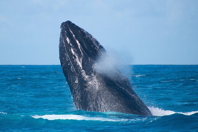 Grand Turk: Whale Watching - Rum punch, snacks, and the small-group comfort factor