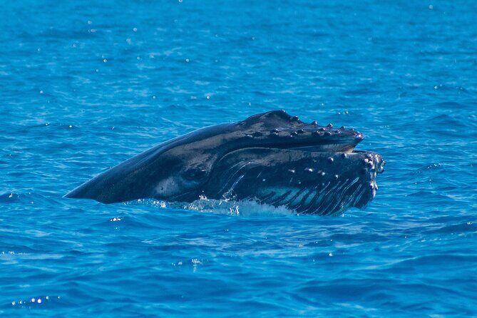 Grand Turk: Whale Watching - Who should book this whale watching trip, and who should think twice