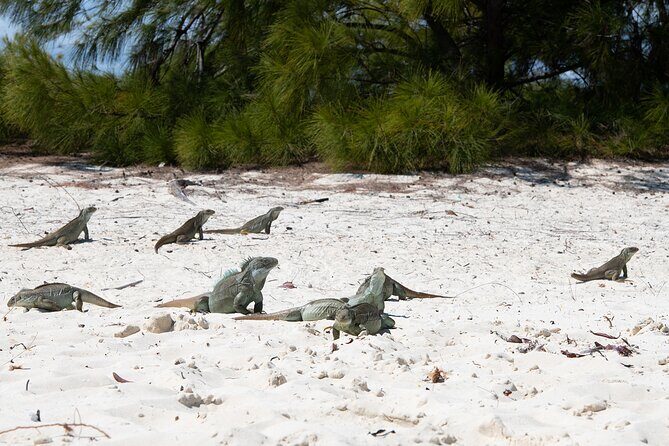Half Day Private Boat Charter at Grace Bay, Providenciales - Conch hunting, Caicos Banks, and the lunch that turns it into a story