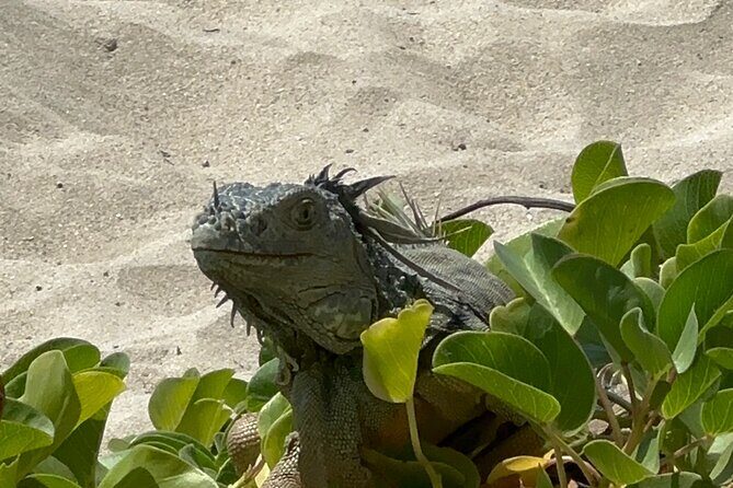 Half Day Private Sun and Snorkel exploring the Turks and Caicos - The Secluded Sandbar: Lunch, Walking Time, and Conch Moments