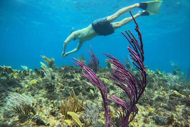 Half Day Snorkel from Providenciales with Visit to Half Moon Bay - Who should book this half-day snorkel, and who might not