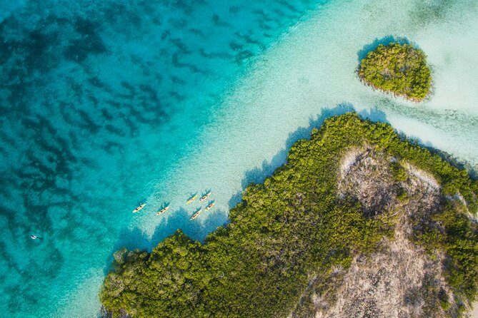 Kayak Eco Tour - What You’ll See: Mangrove Nursery Grounds, Iguanas, and Young Marine Life