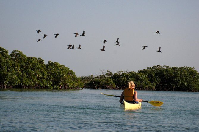 Kayak Eco Tour - Price and Value: What $296 Buys You in the Real World