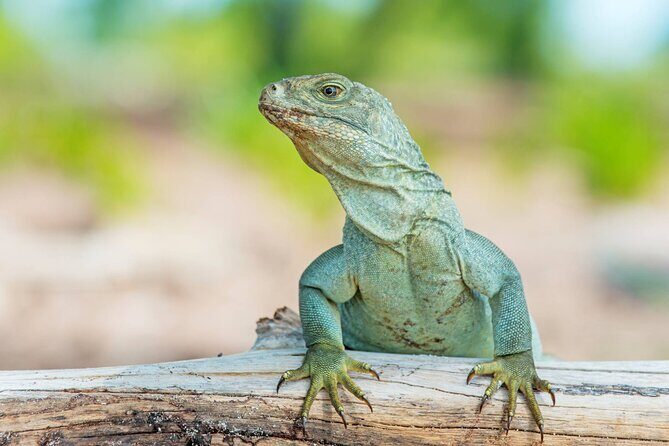 Mangrove Cay and Iguana Island Tours - Little Water Cay: Iguanas, white sand, and that sand-skip feeling