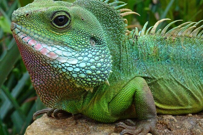 Mangrove Cay And Iguana Island Venture In Turks And Caicos Island - First, Know Where This Tour Starts (and Why That Matters)