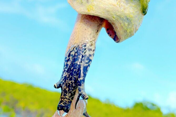 Mangrove Cay And Iguana Island Venture In Turks And Caicos Island - Stop 1 at Leeward Beach: Wildlife Learning Starts Early